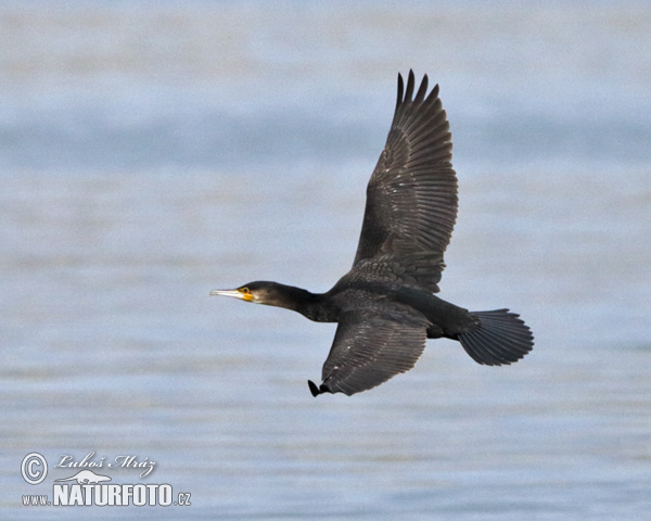 Cormorán grande