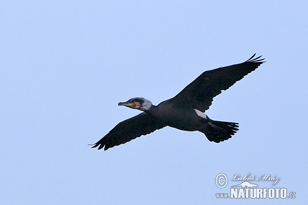 Cormorán grande