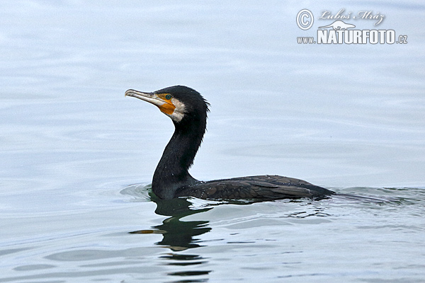 Cormorán grande