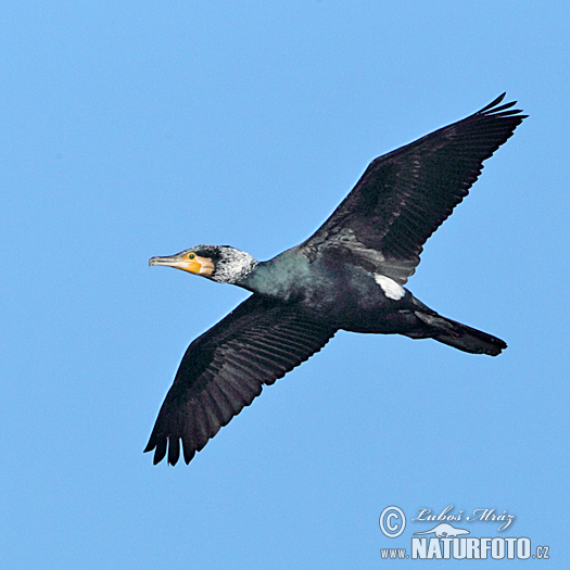 Cormorano comune