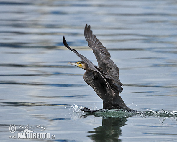 Cormorano comune