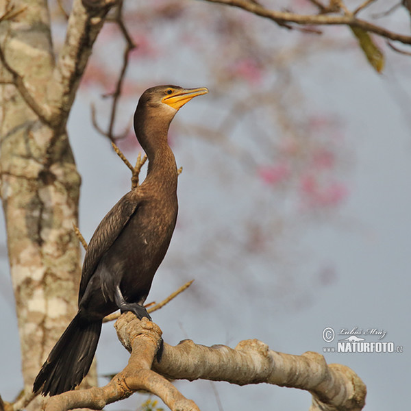 Cormorano neotropicale olivaceo