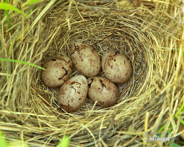 Corn Bunting (Emberiza calandra)