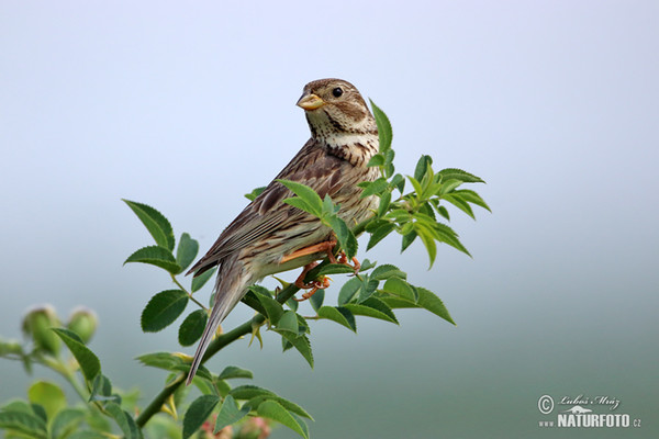 Corn Bunting (Emberiza calandra)