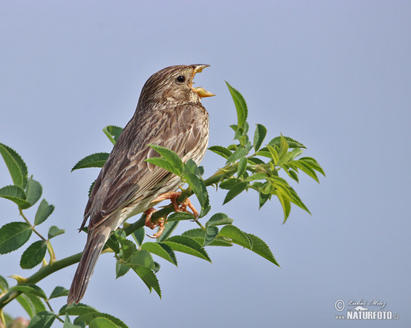 Corn Bunting (Emberiza calandra)