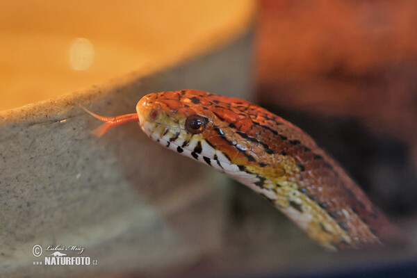 Corn snake (Pantherophis Guttatus)