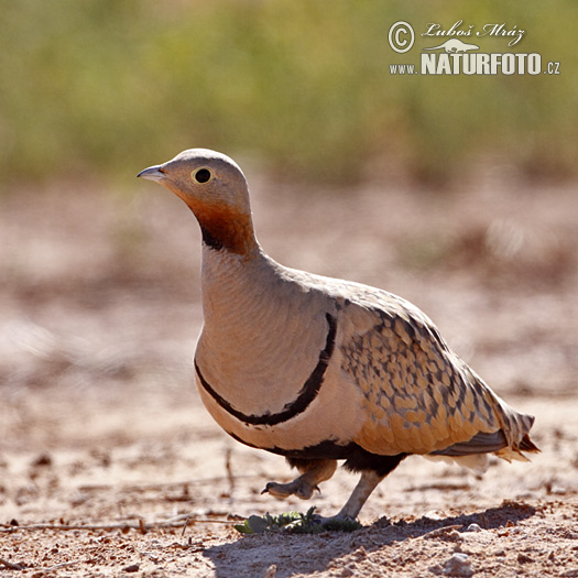 Cortiçol-de-barriga-preta