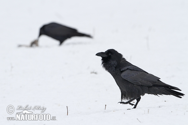 Corvus corax