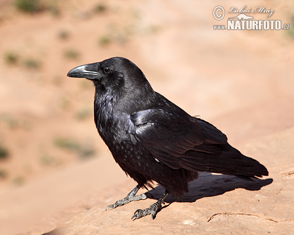 Corvus corax