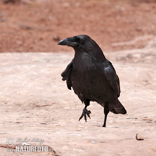 Corvus corax