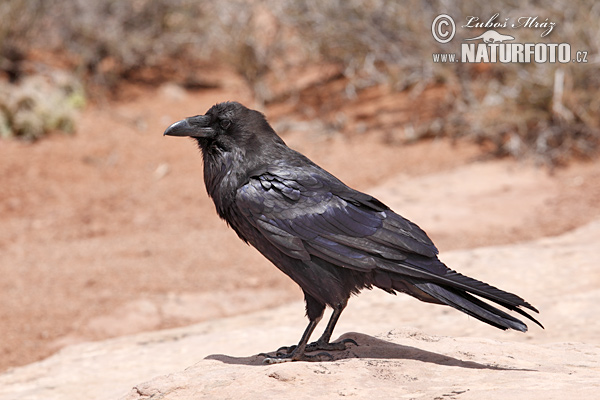 Corvus corax