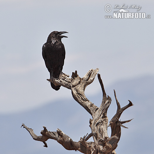 Corvus corax