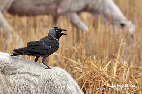 Corvus monedula