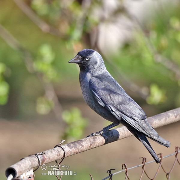 Corvus monedula