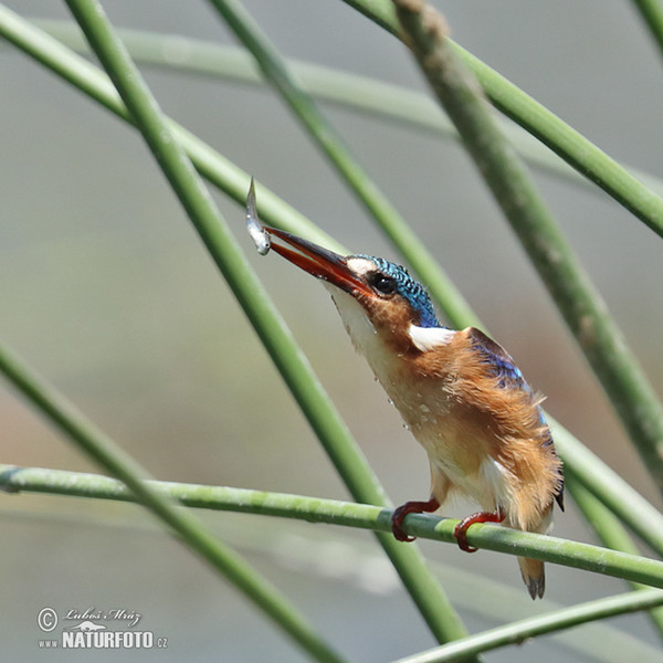 Corythornis cristatus