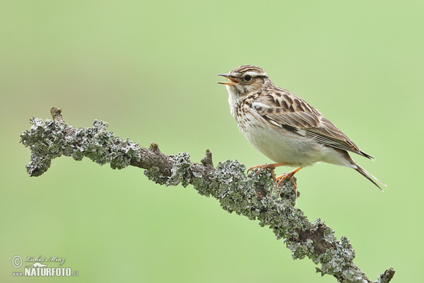 Cotovia-pequena