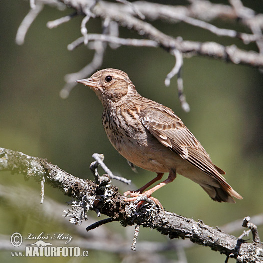 Cotovia-pequena