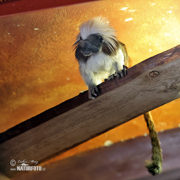 Cotton-top Tamarin (Saguinus oedipus)