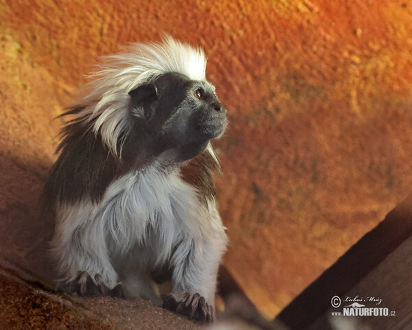 Cotton-top Tamarin (Saguinus oedipus)