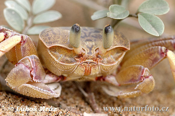 Crab (Crab sp.)
