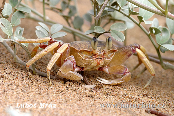 Crab (Crab sp.)