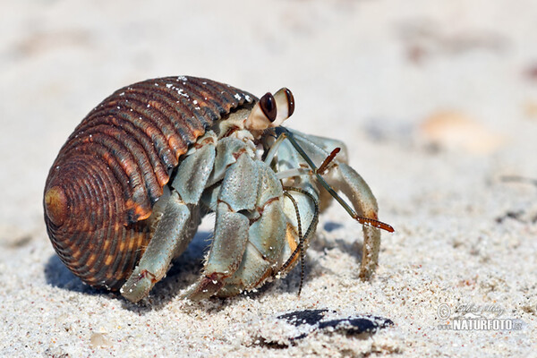 Crab (Paguroidea)