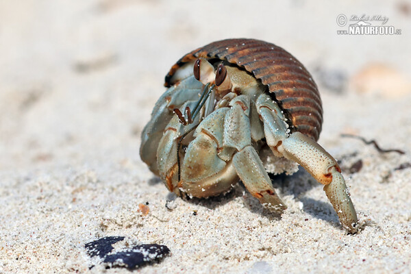 Crab (Paguroidea)