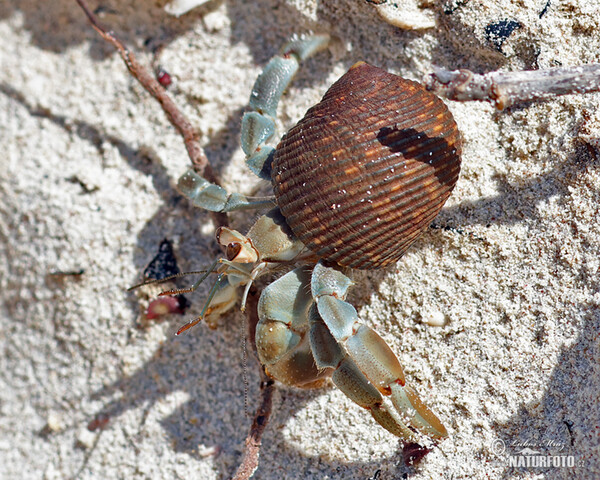 Crab (Paguroidea)