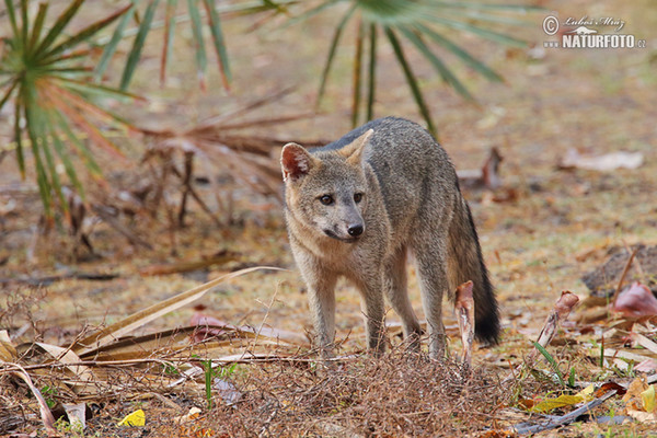 Crab-eating Fox (Cedrocyon thous)