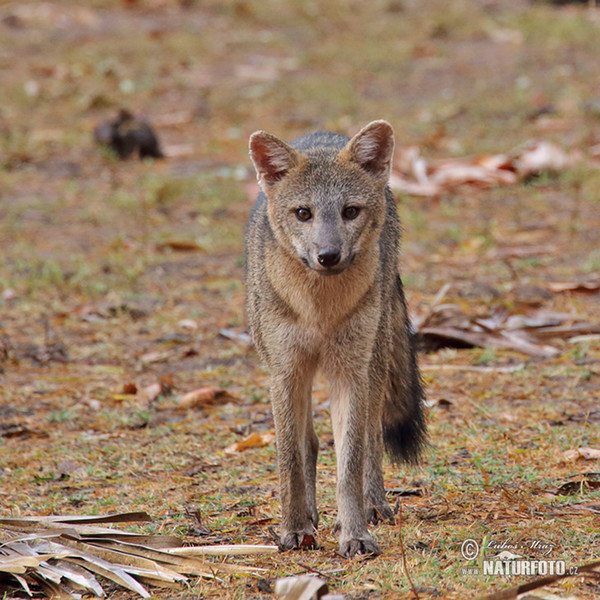 Crab-eating Fox (Cedrocyon thous)