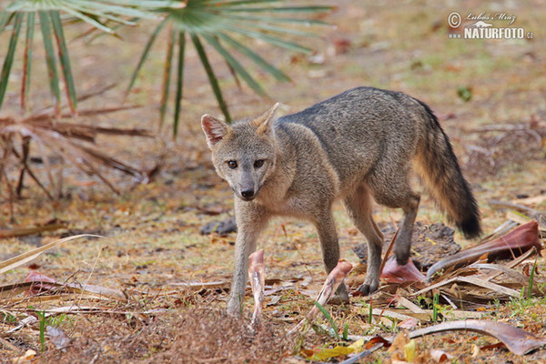 Crab-eating Fox (Cedrocyon thous)