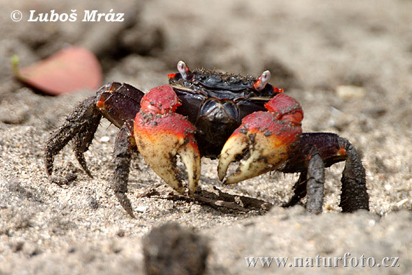 Crab sp.