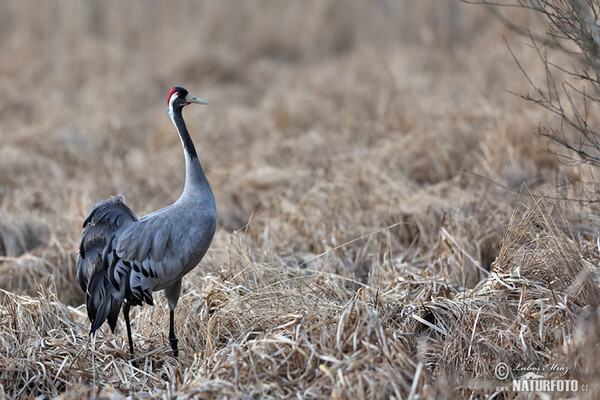 Crane (Grus grus)