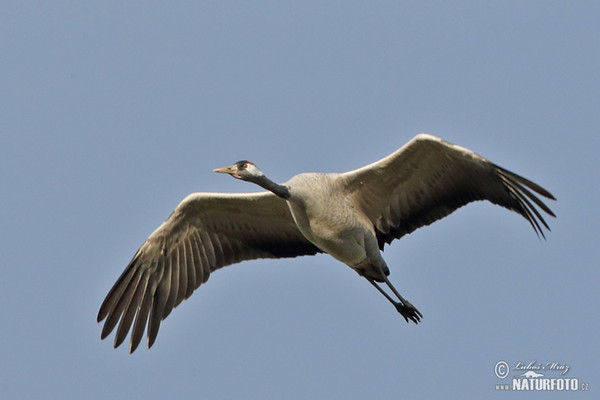 Crane (Grus grus)