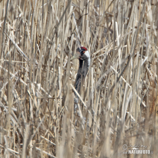 Crane (Grus grus)