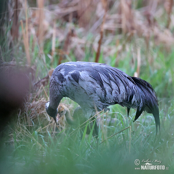 Crane (Grus grus)