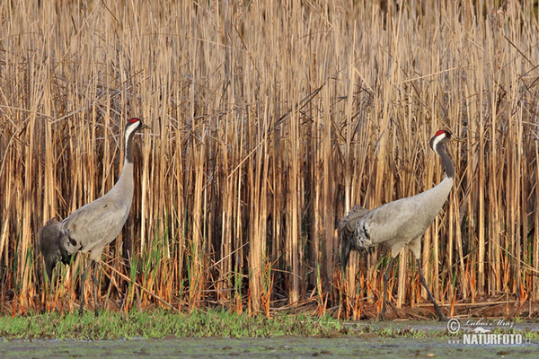 Crane (Grus grus)