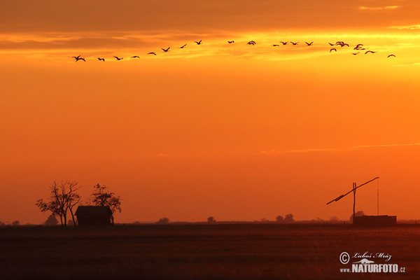 Crane (Grus grus)