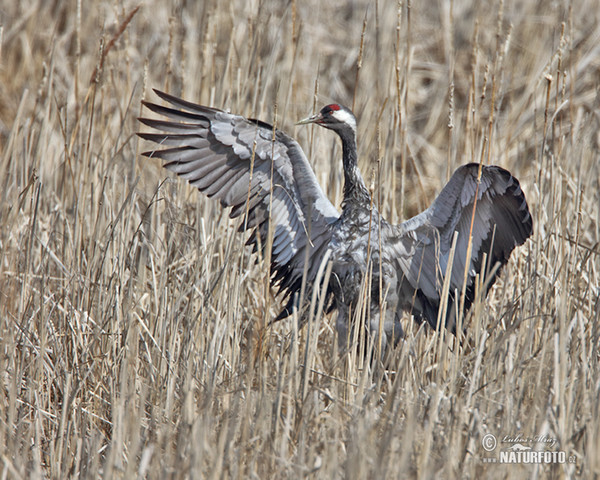 Crane (Grus grus)