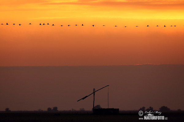 Crane (Grus grus)