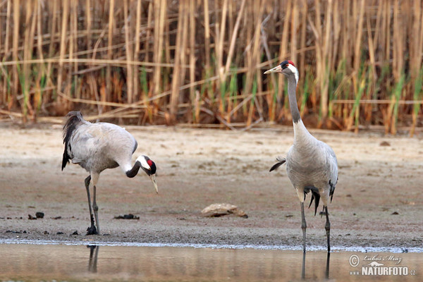 Crane (Grus grus)