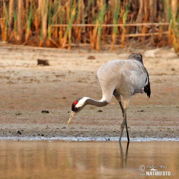 Crane (Grus grus)