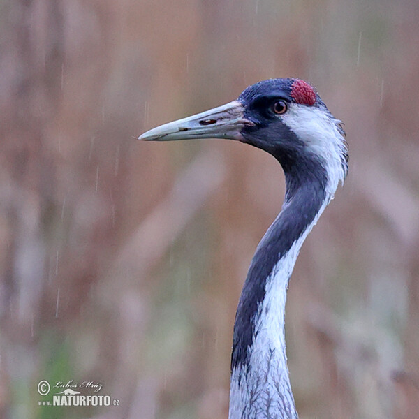 Crane (Grus grus)