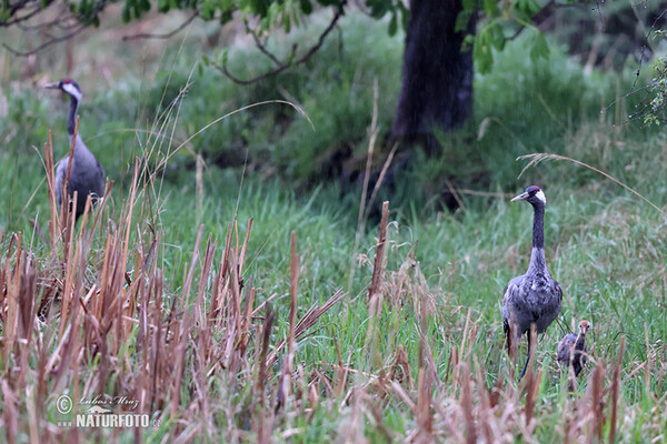 Crane (Grus grus)