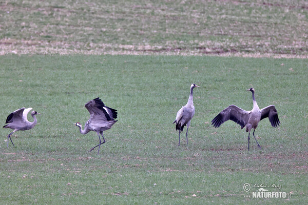 Crane (Grus grus)