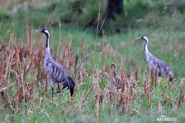 Crane (Grus grus)