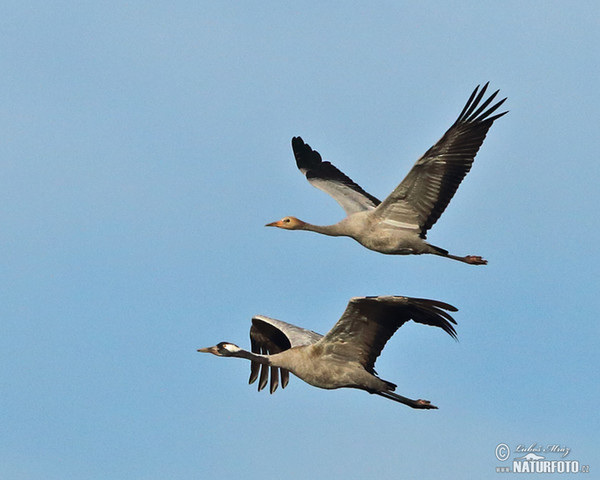 Crane (Grus grus)