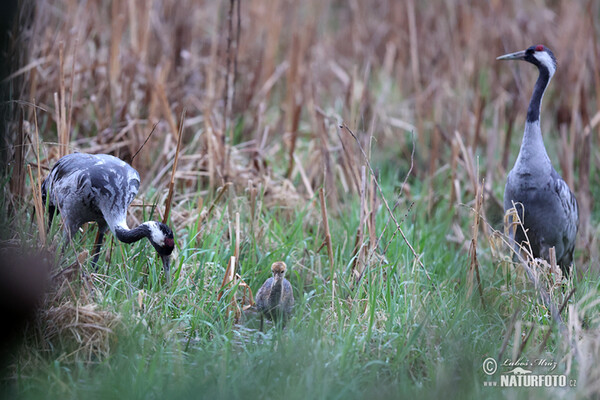 Crane (Grus grus)