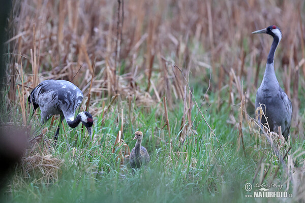 Crane (Grus grus)