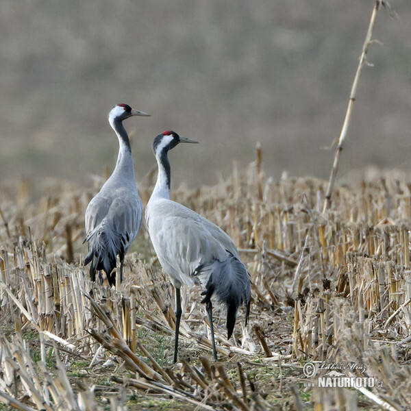 Crane (Grus grus)